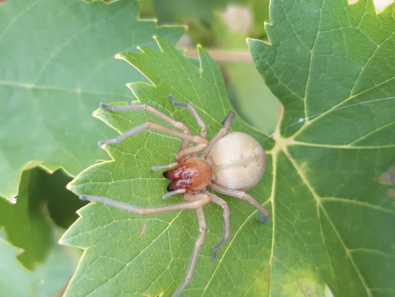 Insecte feuille de vigne