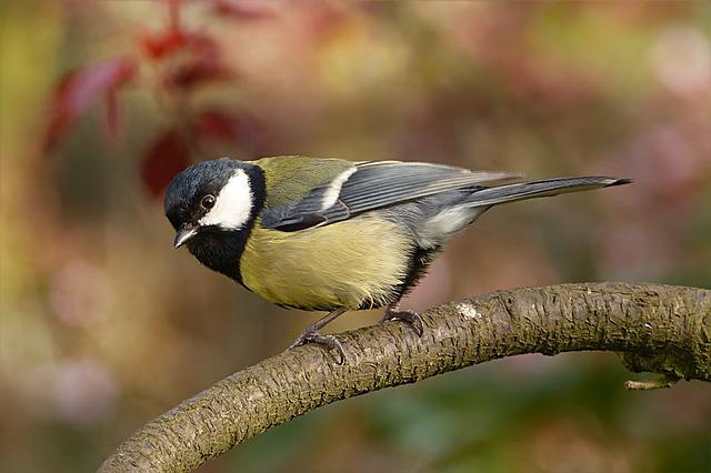 LES OISEAUX, SENTINELLES DE LA BIODIVERSITÉ Mésange charbonnière