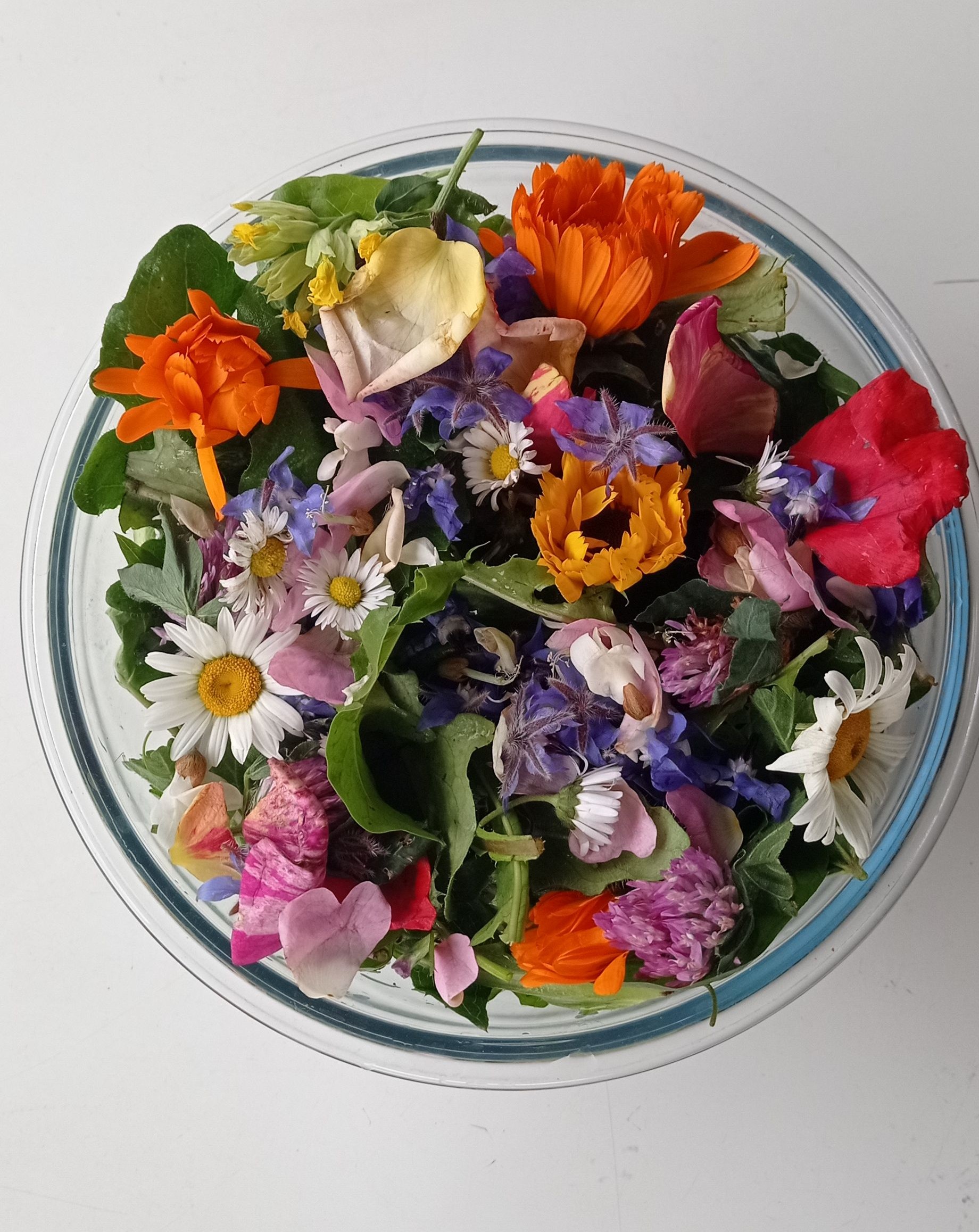 Plantes sauvages comestibles