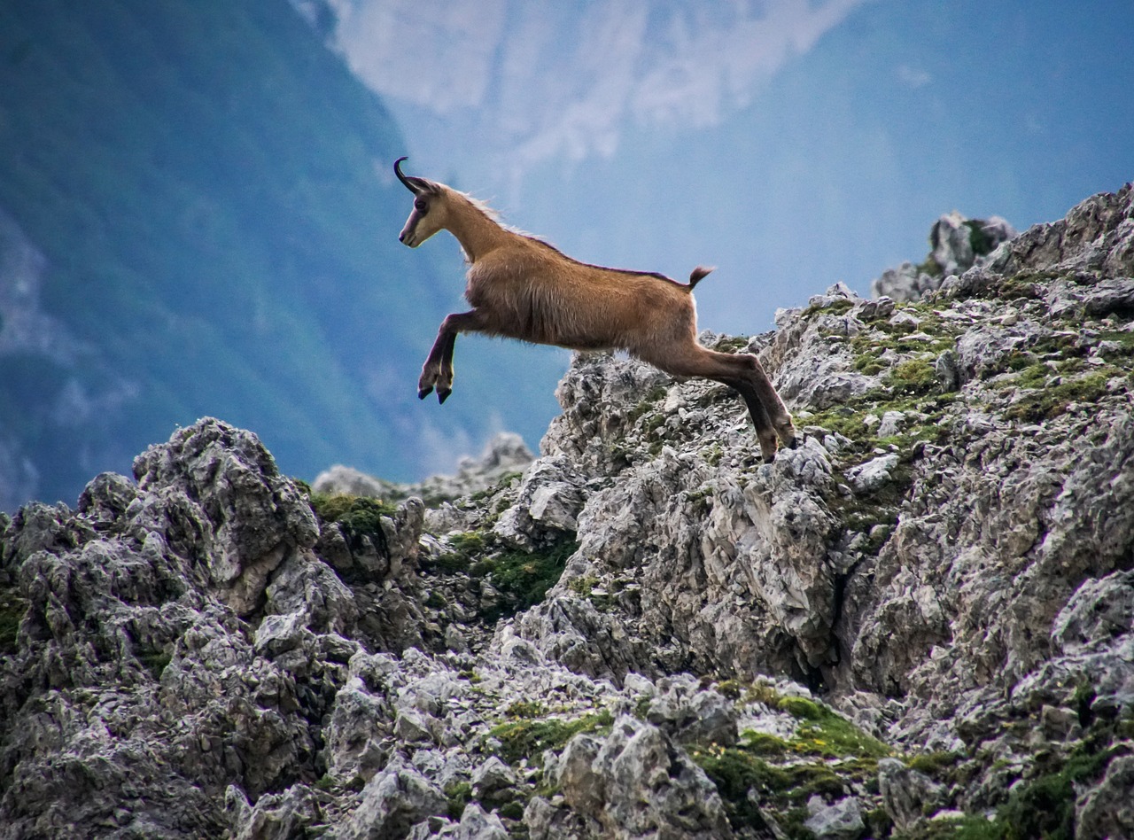 RANDO-PHILO : L'ANIMAL chamois