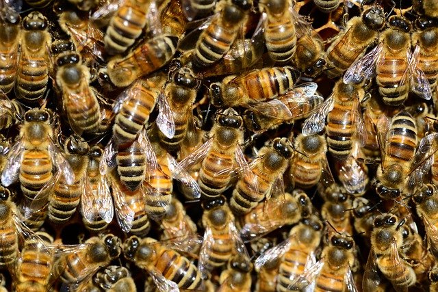 VIE DE L'ABEILLE et BIODIVERSITÉ abeilles