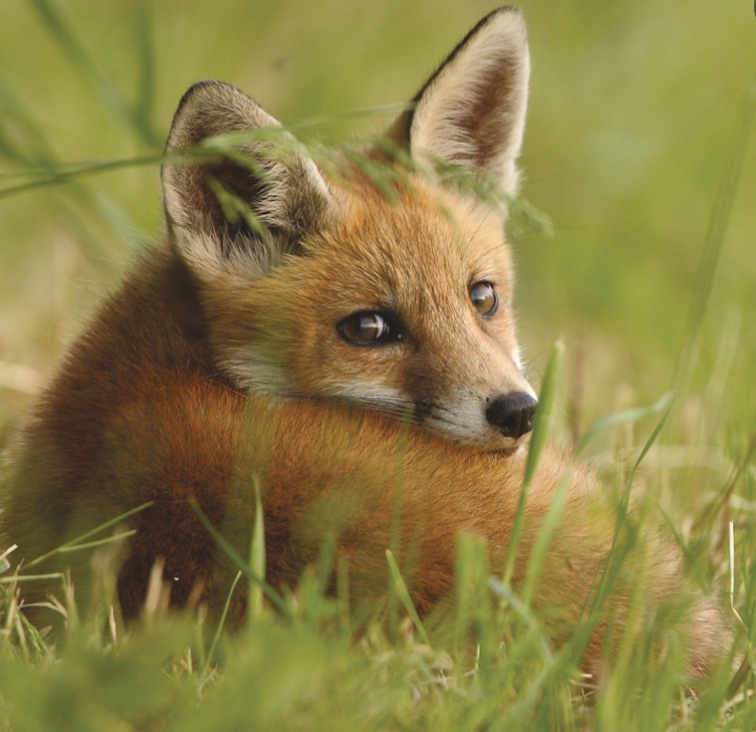 DÉCOUVERTE DE L'ASSOCIATION POUR LA PROTECTION DES ANIMAUX SAUVAGES ASPAS